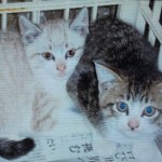 桜　子猫2匹２ (2)